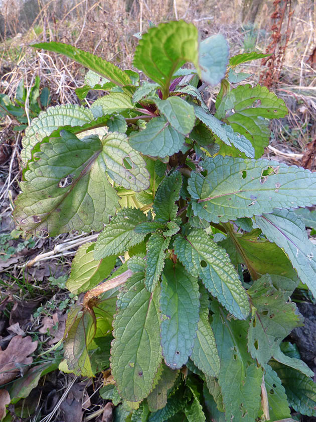 Scrophularia auriculata